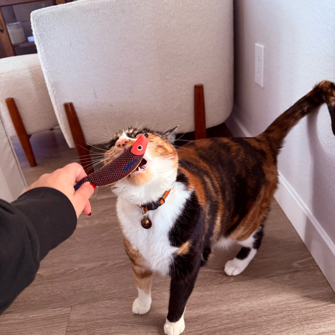 Cat Lover And Caretaker