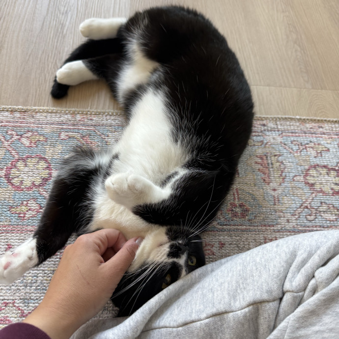 Cat Lover And Caretaker photo 2