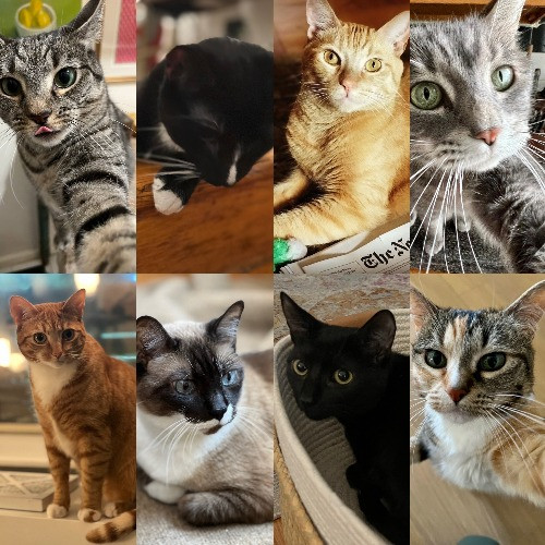 The Cat Whisperer
