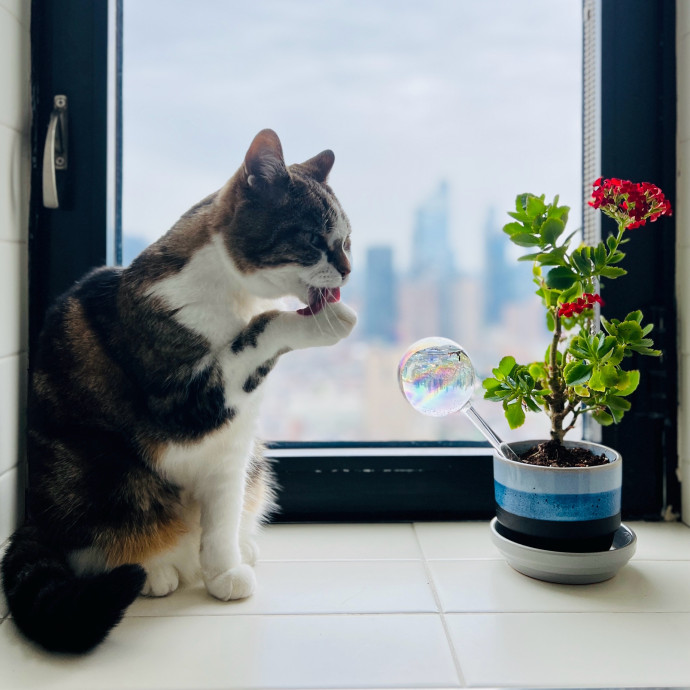 The Cat Whisperer
