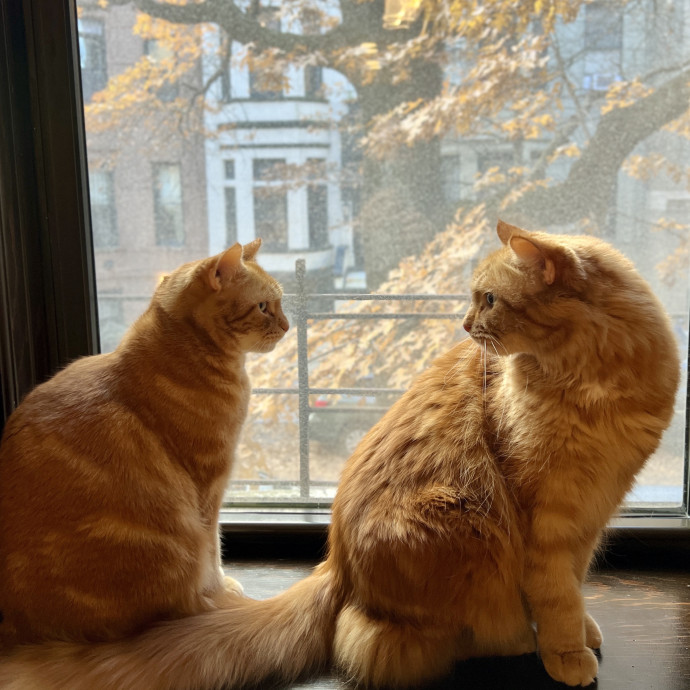 The Cat Whisperer photo 3