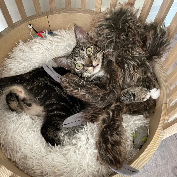 Lara's Purrfect Care