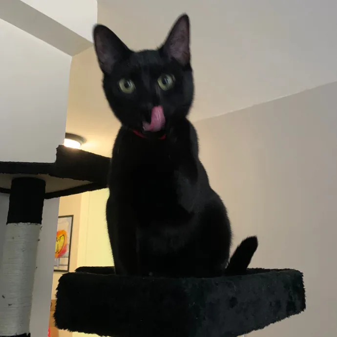Lara's Purrfect Care