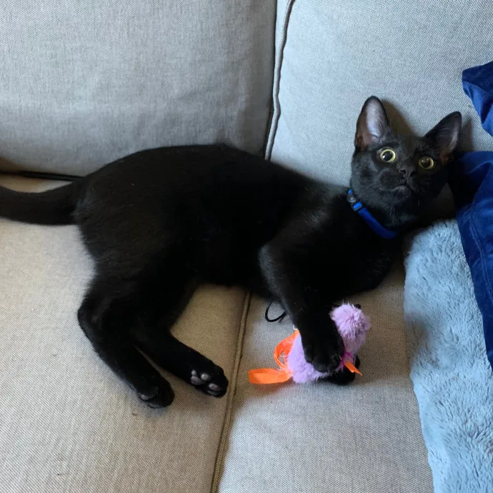 Lara's Purrfect Care