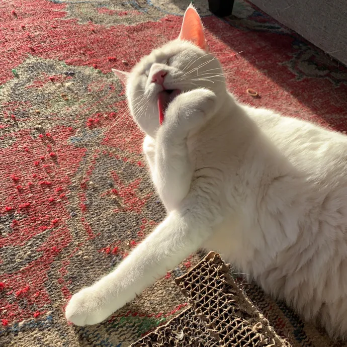 Lara's Purrfect Care
