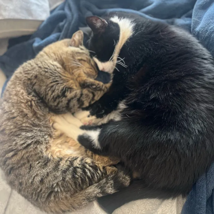 Reliable Caring Experienced Sitter