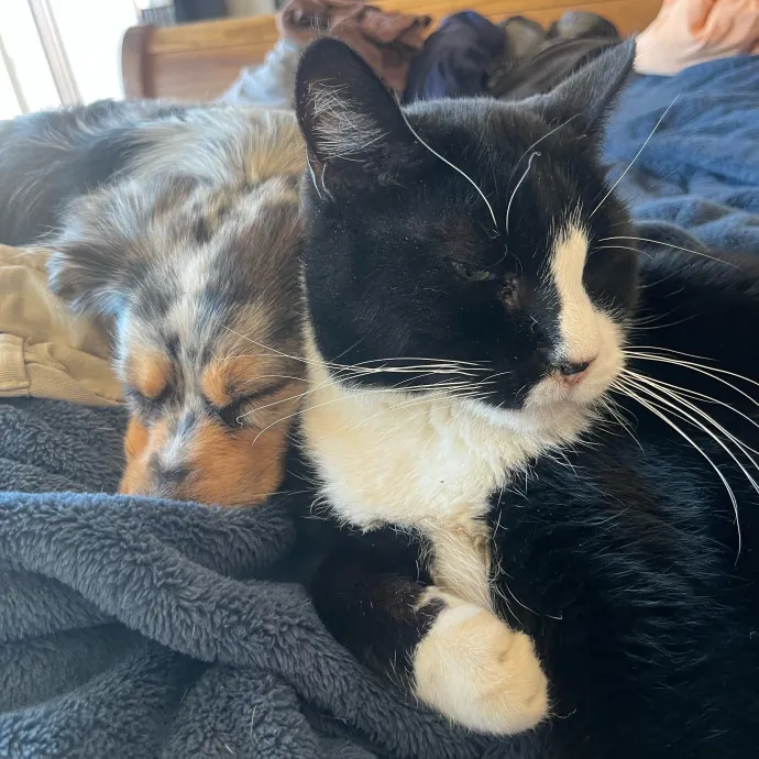 Reliable Caring Experienced Sitter