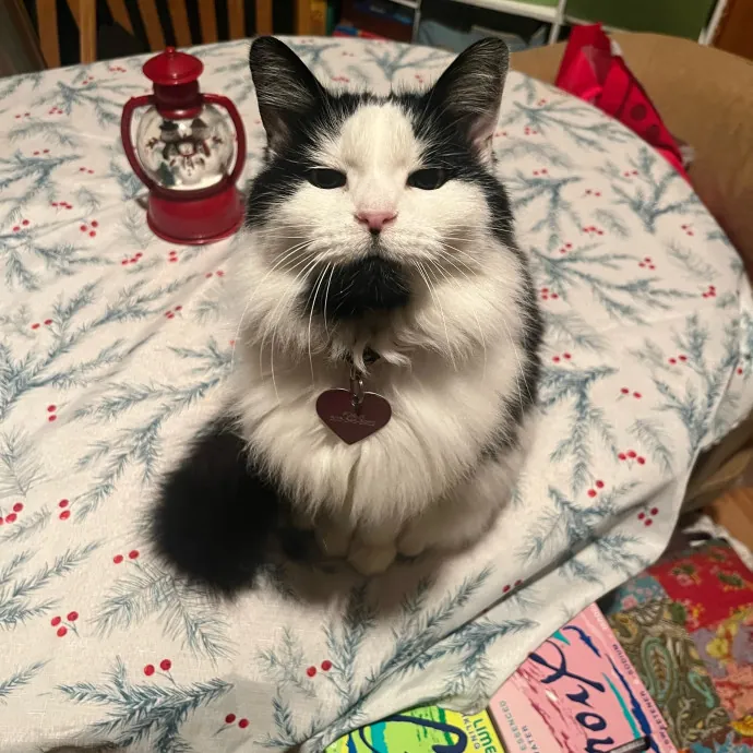 Reliable Caring Experienced Sitter