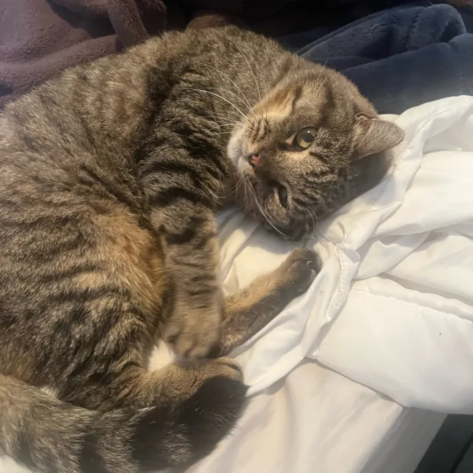 Reliable Caring Experienced Sitter