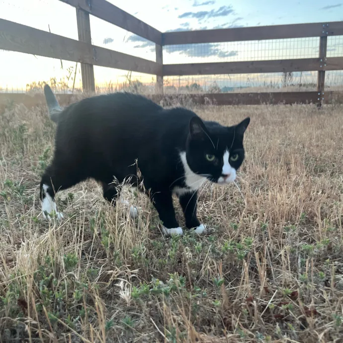 Reliable Caring Experienced Sitter