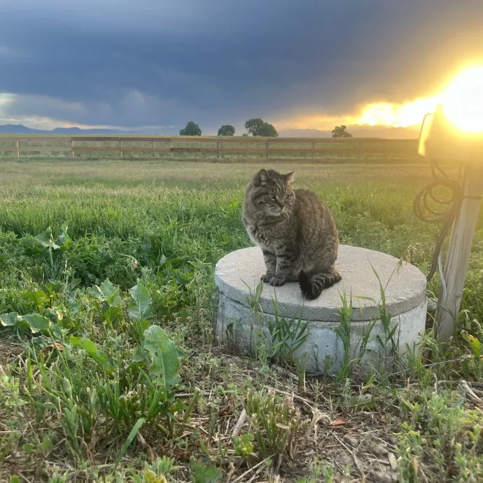 Reliable Caring Experienced Sitter