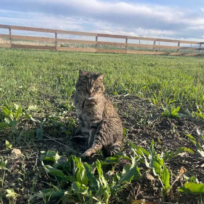 Reliable Caring Experienced Sitter