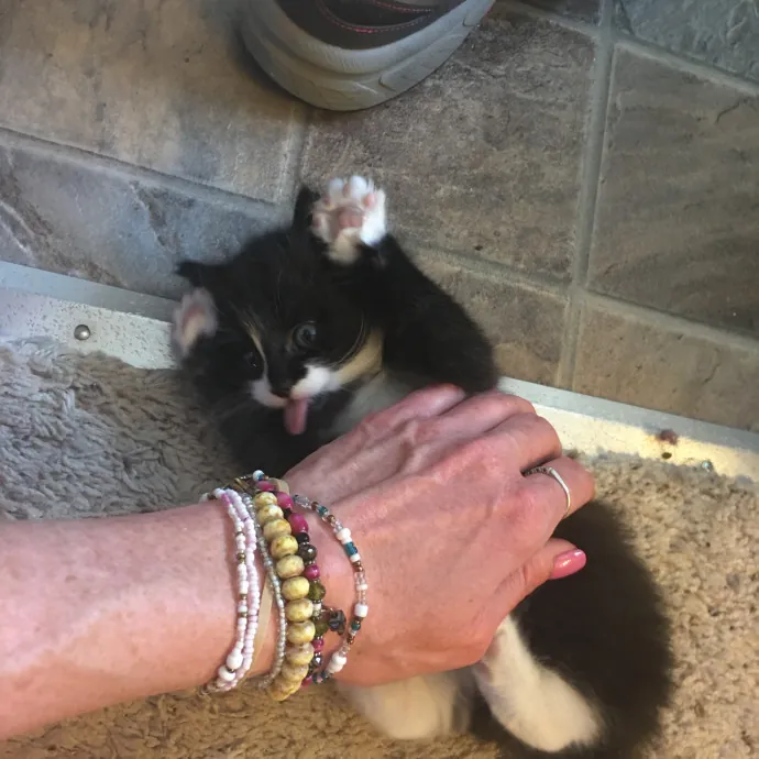 Reliable Caring Experienced Sitter