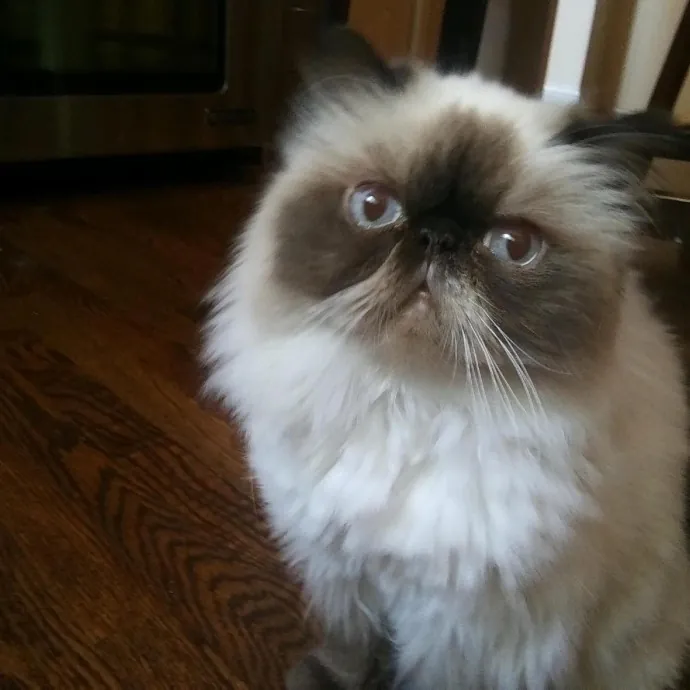 Reliable Caring Experienced Sitter