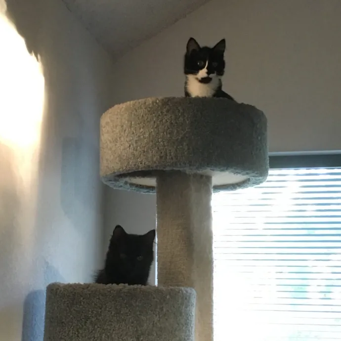 Reliable Caring Experienced Sitter