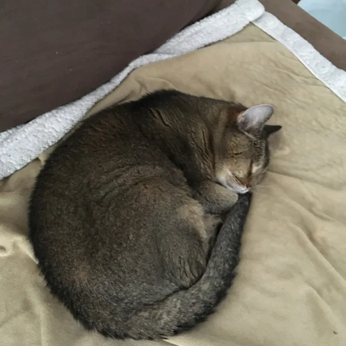 Reliable Caring Experienced Sitter