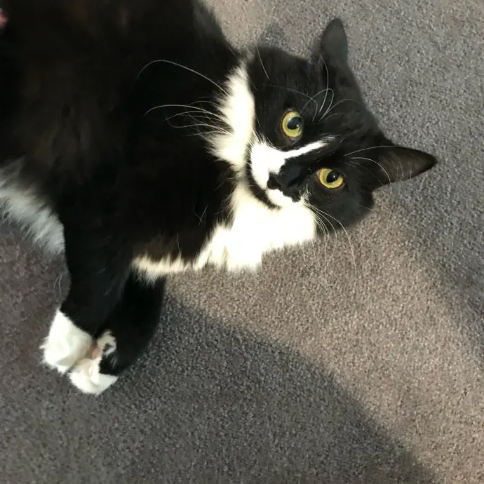 Reliable Caring Experienced Sitter