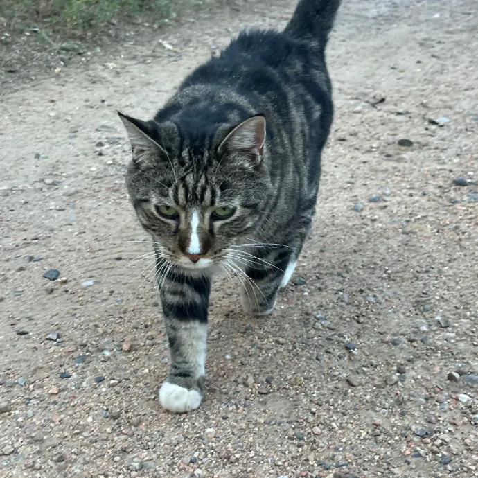 Reliable Caring Experienced Sitter