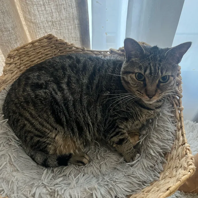 Reliable Caring Experienced Sitter