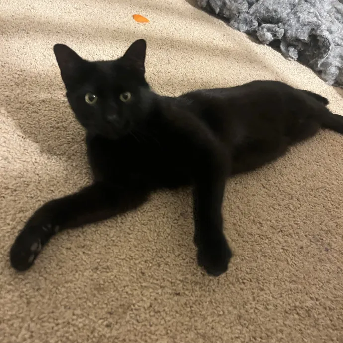 Reliable Caring Experienced Sitter