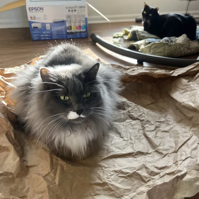 Reliable Caring Experienced Sitter