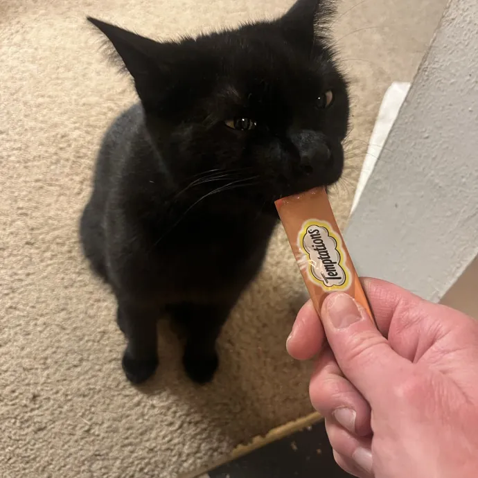 Reliable Caring Experienced Sitter