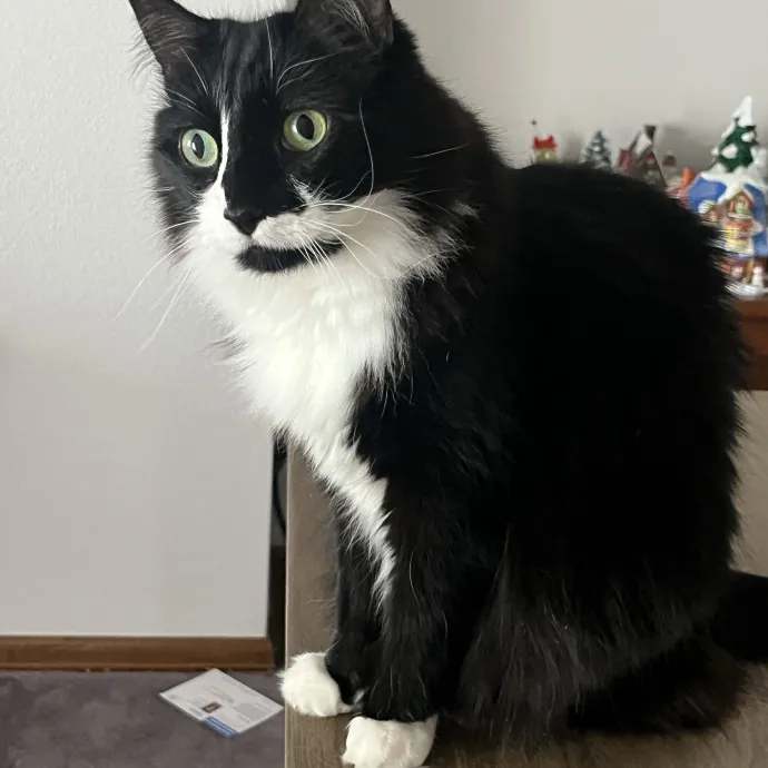 Reliable Caring Experienced Sitter