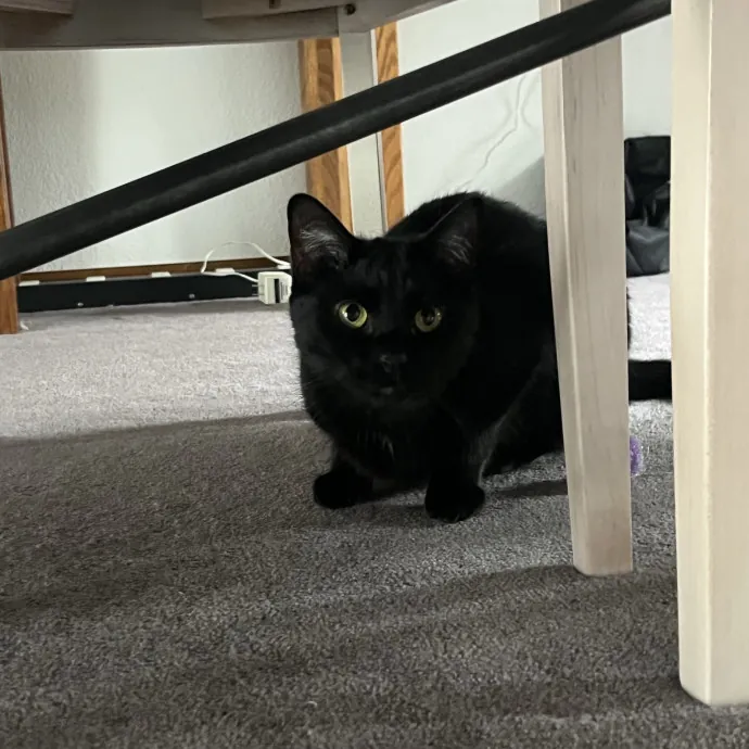 Reliable Caring Experienced Sitter