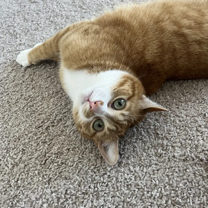 Reliable Caring Experienced Sitter