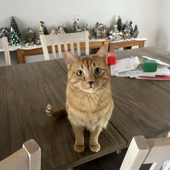 Reliable Caring Experienced Sitter