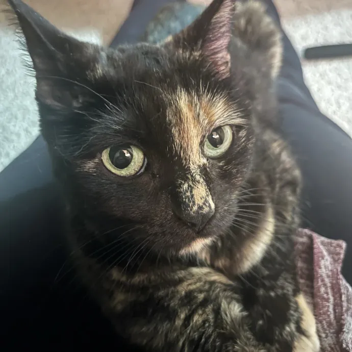 Reliable Caring Experienced Sitter