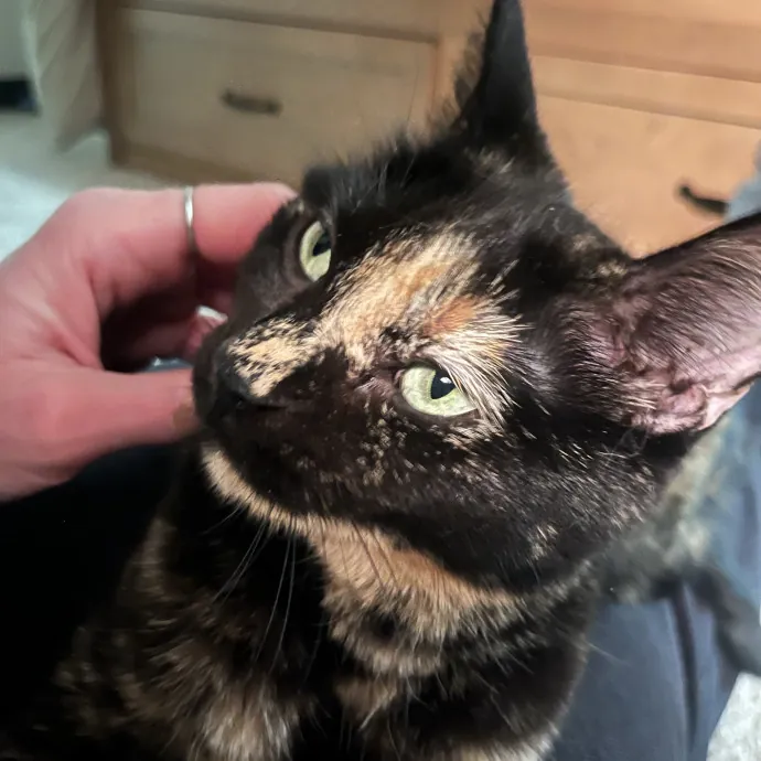 Reliable Caring Experienced Sitter