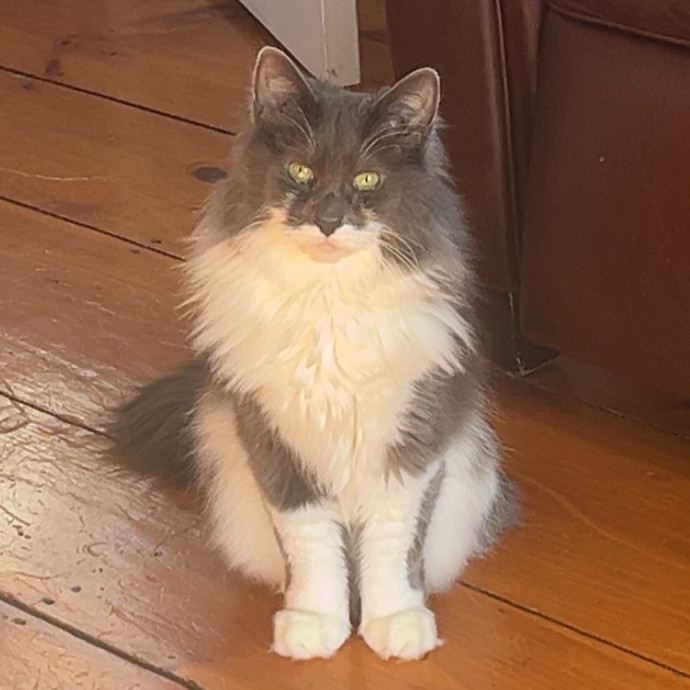 20 Years Of Whisker Wisdom