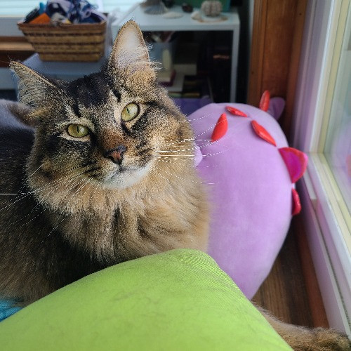 Sam's Pawesome Cat Sitting