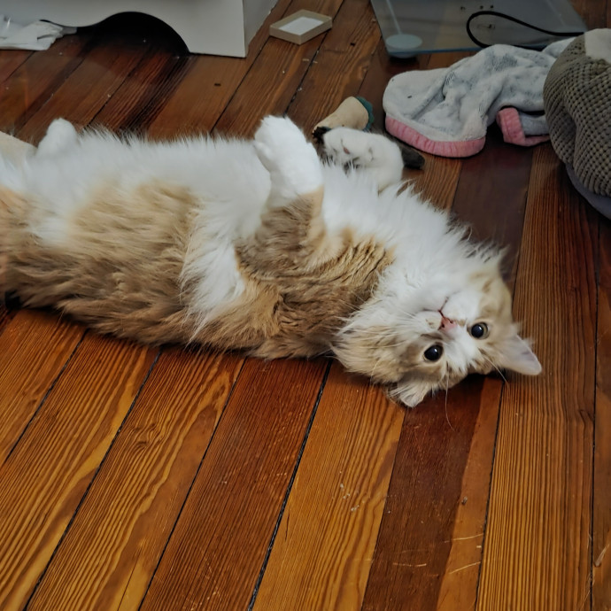 Sam's Pawesome Cat Sitting photo 3