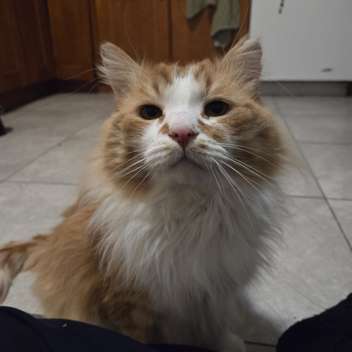 Sam's Pawesome Cat Sitting photo 2