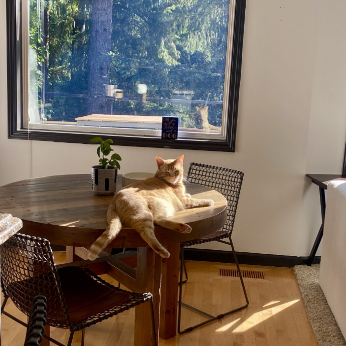 Experienced  Loving Cat Sitter