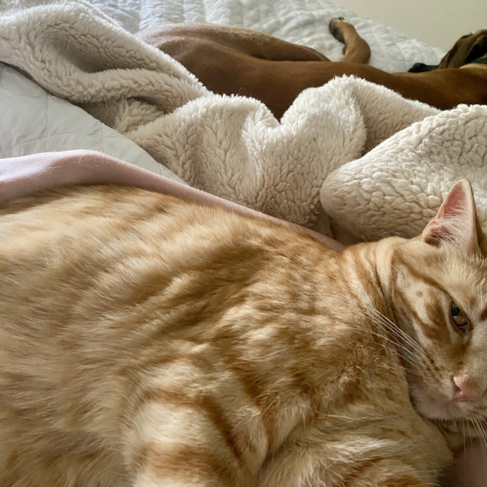 Experienced  Loving Cat Sitter