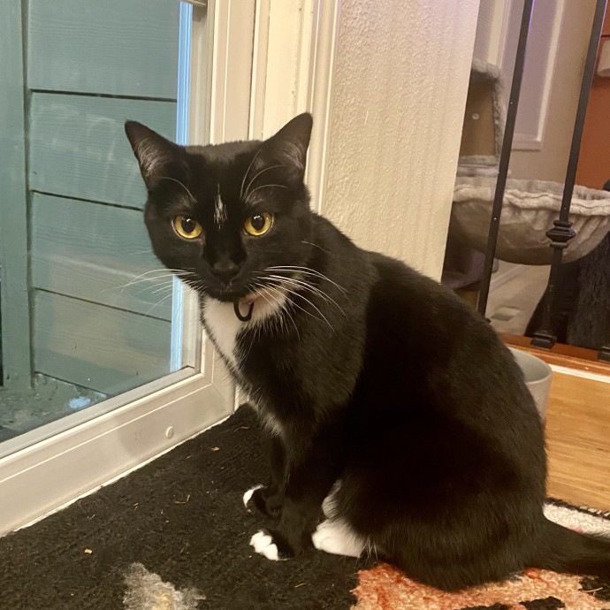 Experienced  Loving Cat Sitter