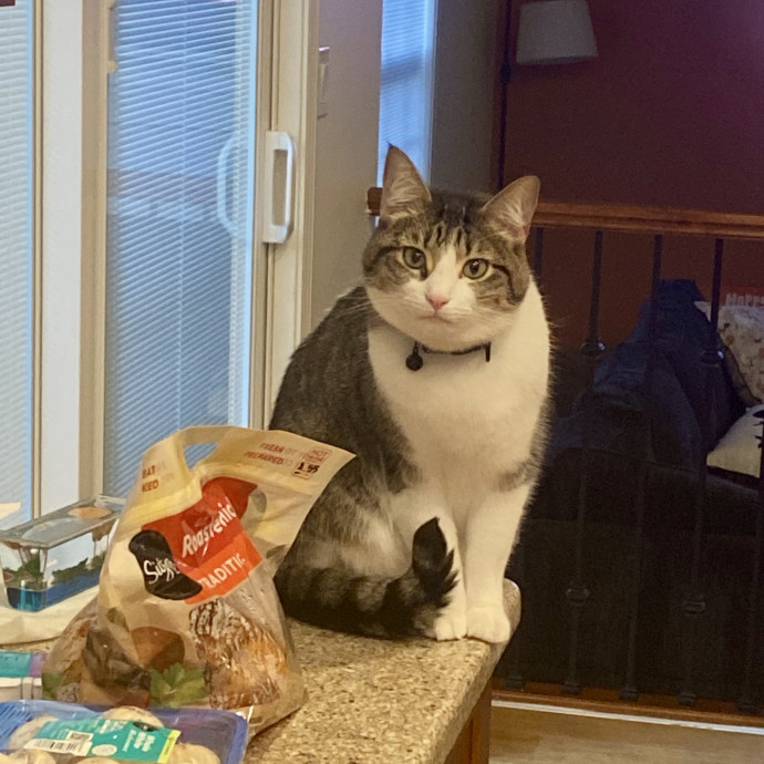 Experienced  Loving Cat Sitter
