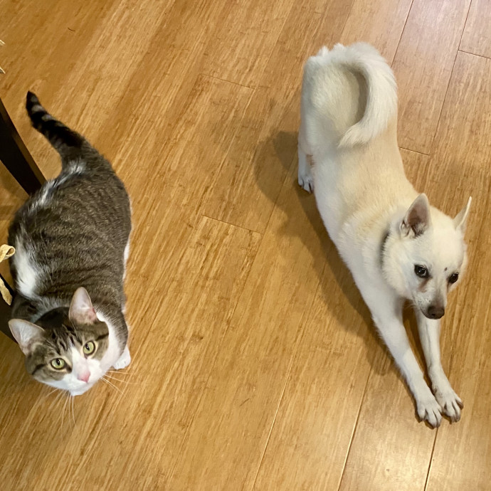 Experienced  Loving Cat Sitter photo 3