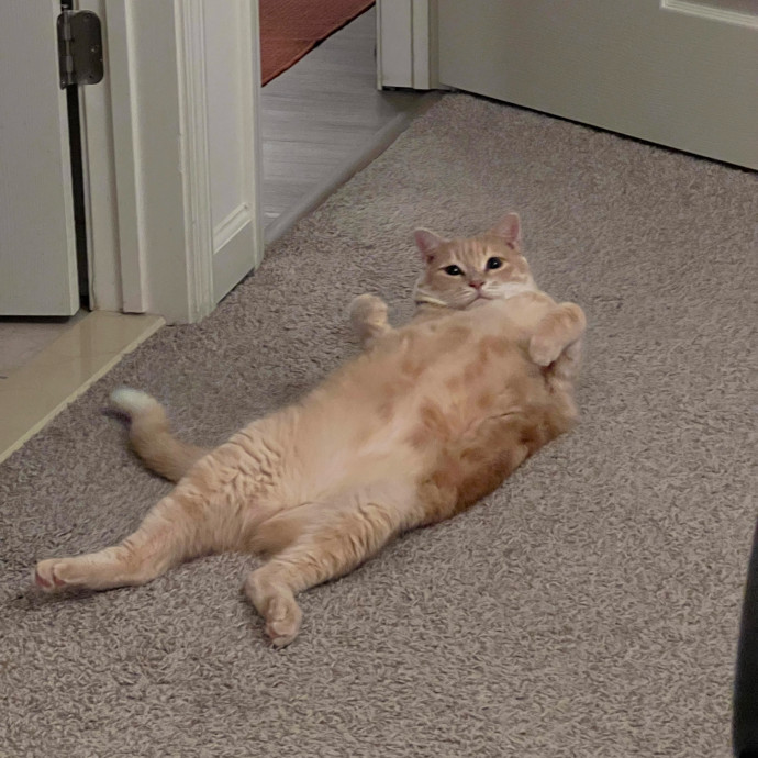 Cat Meowmy