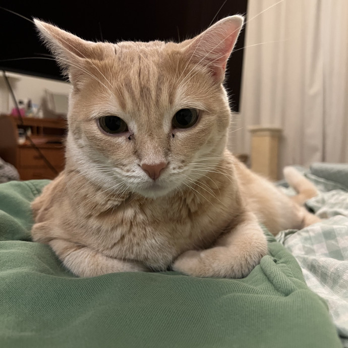 Cat Meowmy photo 3