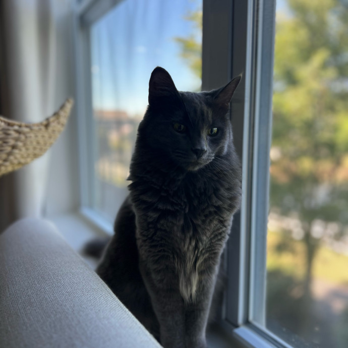 Cat Meowmy photo 2