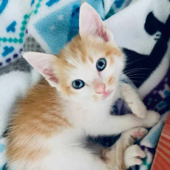 La Tia Liz  Reliable Kitty Care