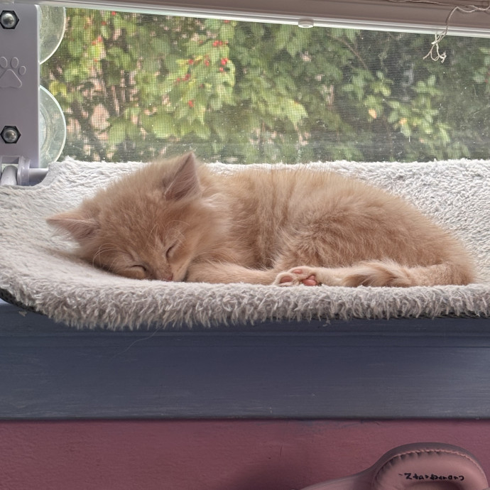 Home Is Where The Cats Are