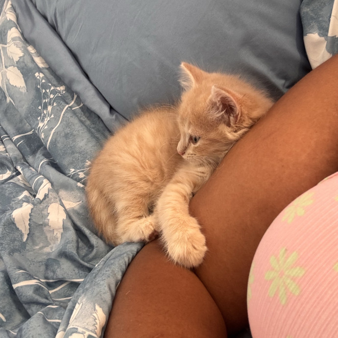 Home Is Where The Cats Are