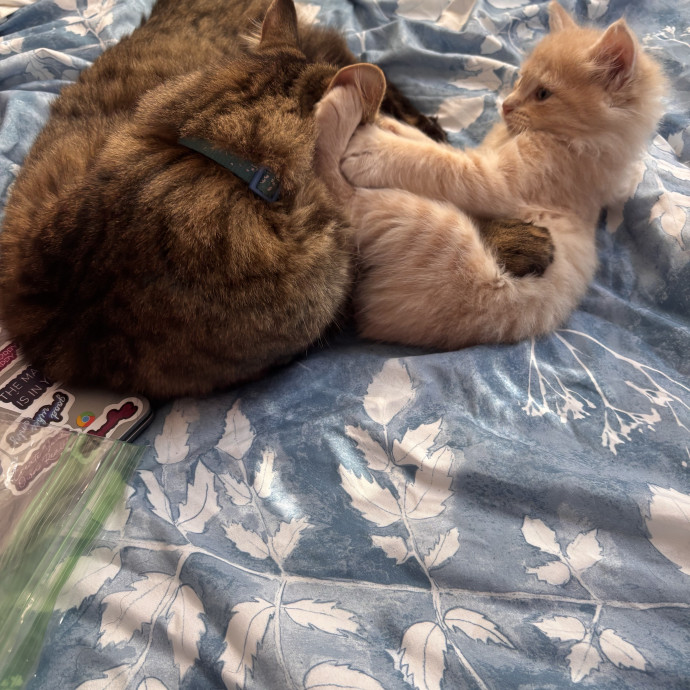 Home Is Where The Cats Are