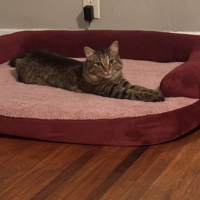 Home Is Where The Cats Are