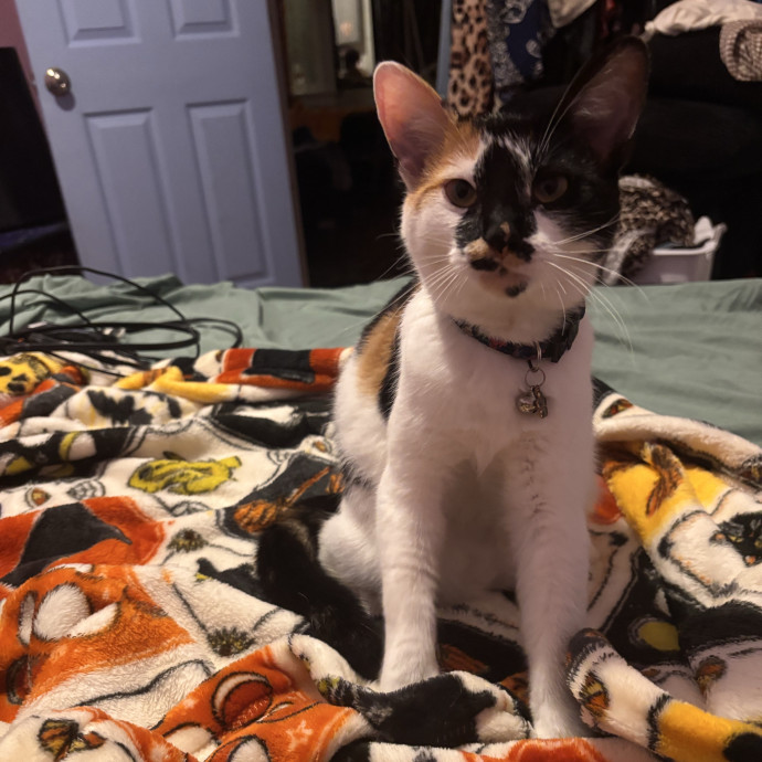 Home Is Where The Cats Are